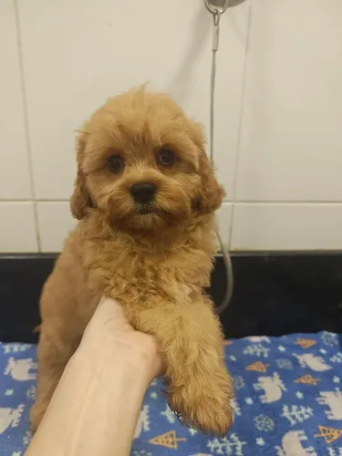 Lindos filhotes de Cavapoo machos na cor Creme