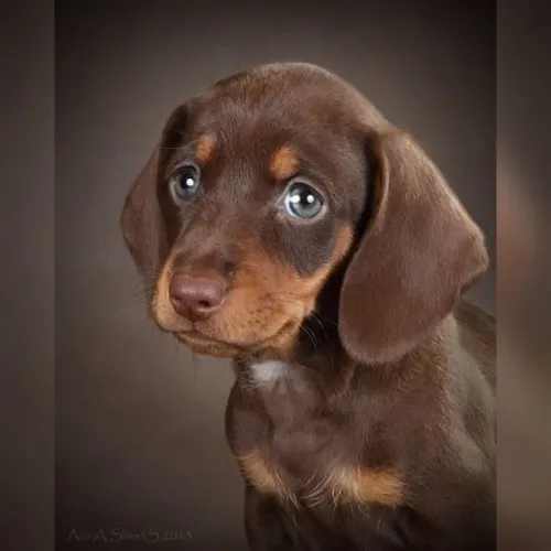 Dachshund Teckel salsichinha