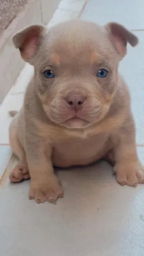 Filhote macho com 45 dias