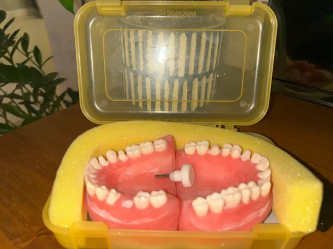 Manequim Odontológico MOM + Dentes de Reposição Pronew - Odontologia