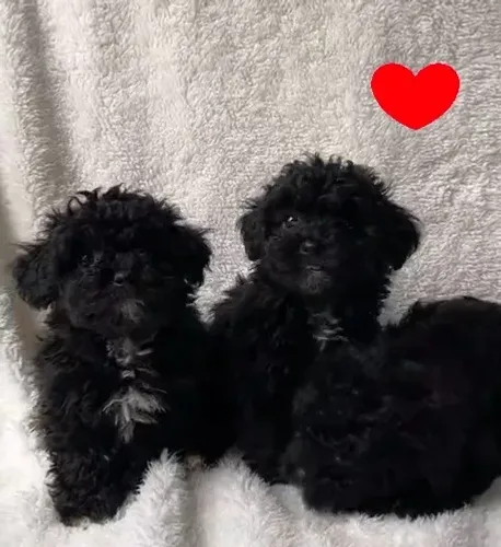 Poodles com shitzu pretinhos coisa mais linda passo cartão e entrego