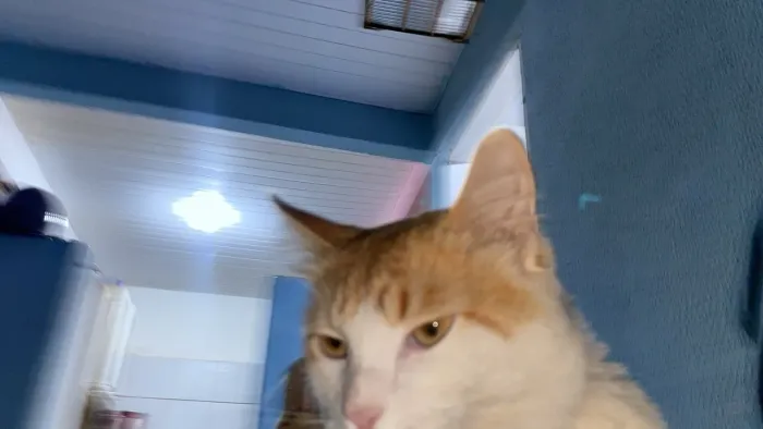 Doaçao gato macho
