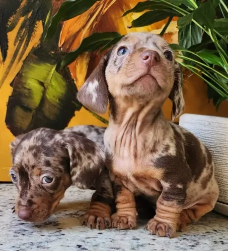 Dachshund - O Famoso Salsicha Com Pedigree!! 