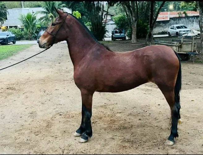 ÉGUA MANGALARGA MARCHADOR