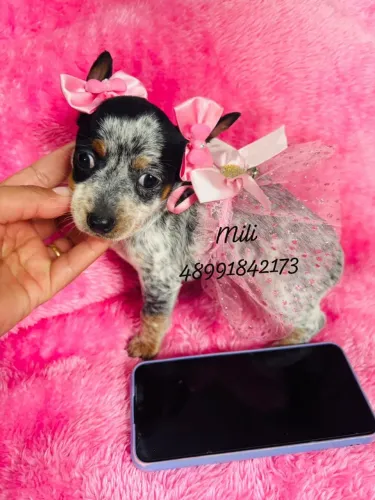 Lindos filhotes de pinscher com Fox paulistinha fêmea e machinho