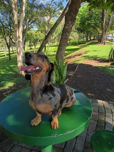Dacshund procura namorada