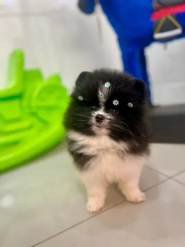 Lulu da pomeranea 48 dias 