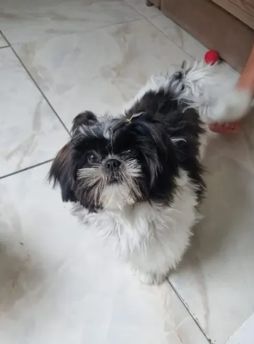 Vendo linda shih Tzu com apenas 7 meses