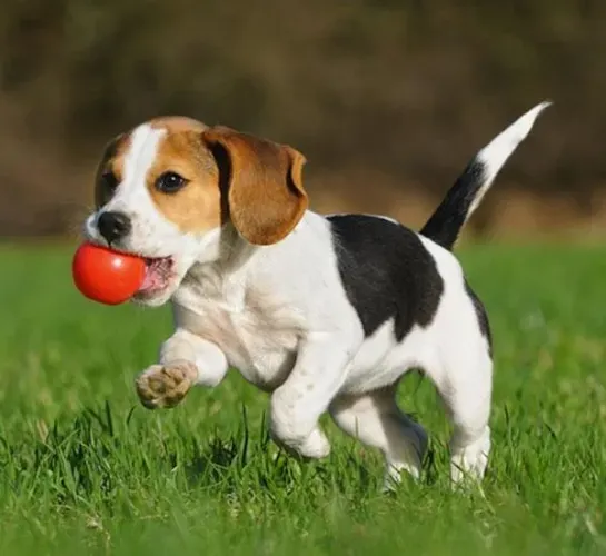 Seu Novo Filhote de Beagle Está Esperando por Você