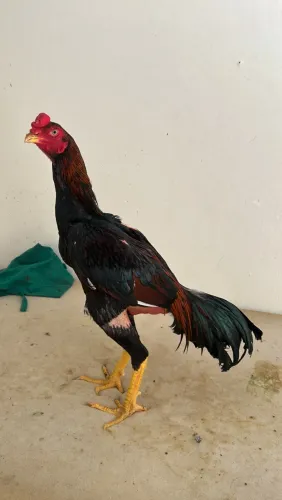 Galo de raça