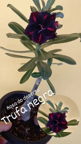Rosas do deserto enxertadas simples e raras dobradas e triplas