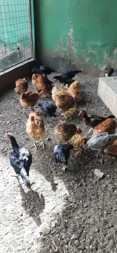 Vendo galinhas caipiras criadas com todos os cuidados sanitários 60 reais a umidade 
