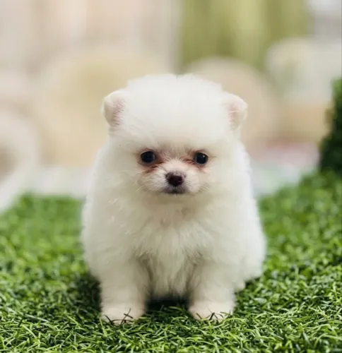 Spitz alemao anao macho