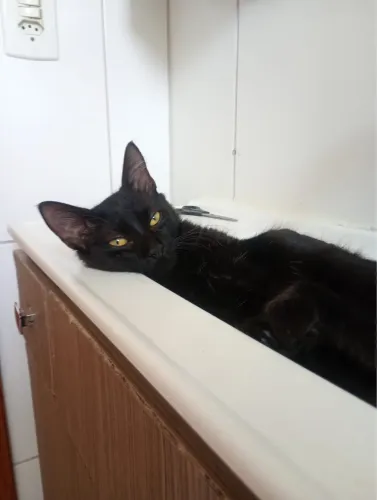 Doa-se gato preto dócil