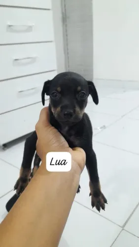 Femia de pinscher n 1