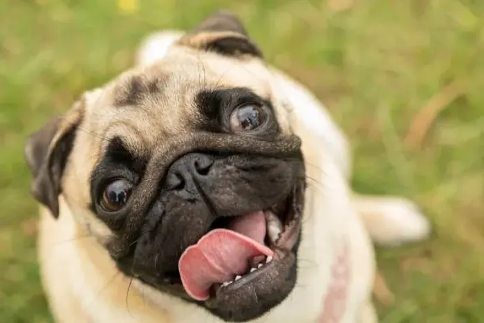 ? Filhotes de Pug | Pequenos, Dóceis e Muito Encantadores