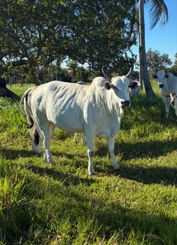 Vacas P.O