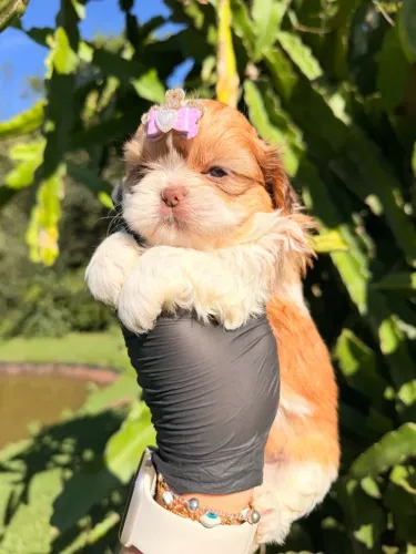 Shih tzu mini