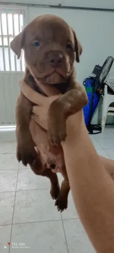 Filhote de Pitmonster