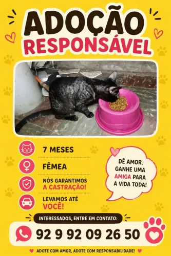 Gato para adoção