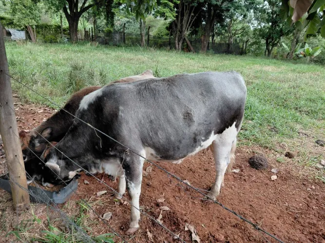 Vaca e Bezerra