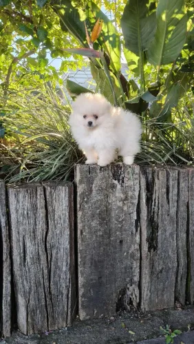 Spitz machinho pérola