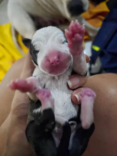 Filhote Pitt Bull