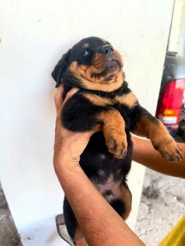 Vende-se filhotes de Rottweillers, disponíveis 1 macho e 1 fêmea.