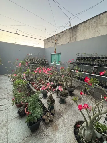 Rosa do Deserto