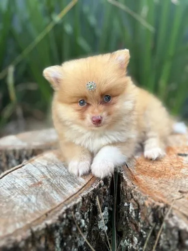 Spitz alemão , Shitzu , Cofap 