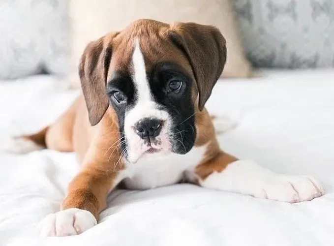 Filhotes De Boxer - Seu Novo Companheiro Peludo