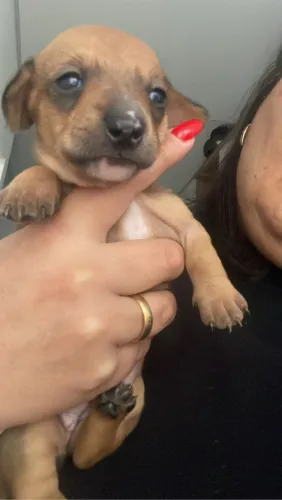 Vendo filhote de Dachshund ( teckel,Basset)