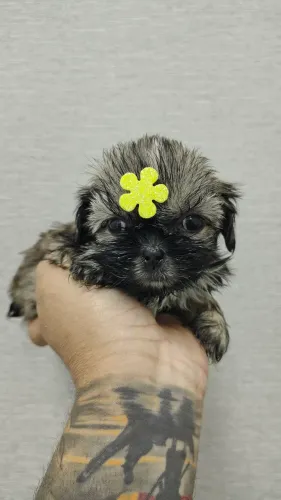 Fêmea  dourada de ShihTzu- Entregamos Sp capital, litoral e interior
