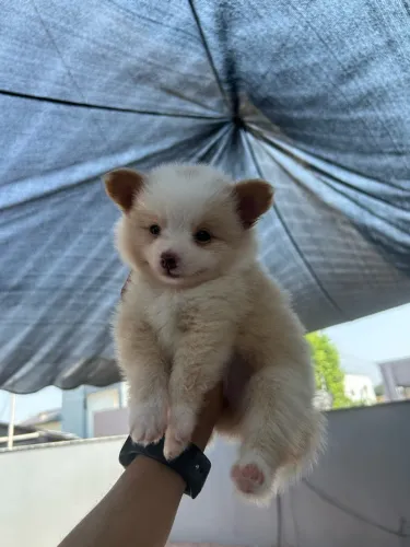 Spitz Alemão / Lulu da Pomerânia Creme - Macho Dócil e Peludão