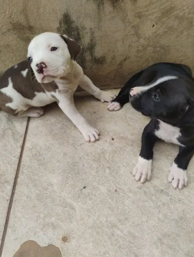 Vende se pitymonster 