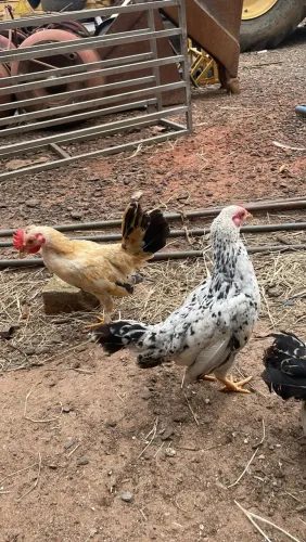 casal de galinha mini garnizé novos