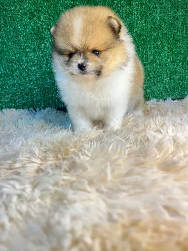 Lulu da Pomerânia macho