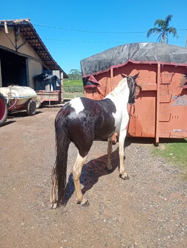 Égua pampa de preto domada