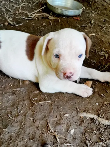 Filhote de Dogo argentino com Pit Bull 