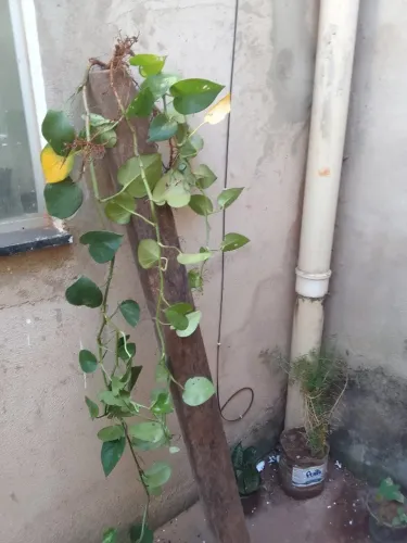 Plantas