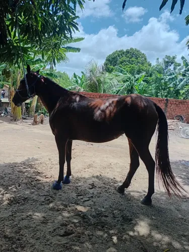 Egua avenda com um potro macho