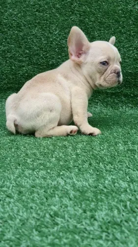 Bulldog frances lilac platinum olhos verdes.