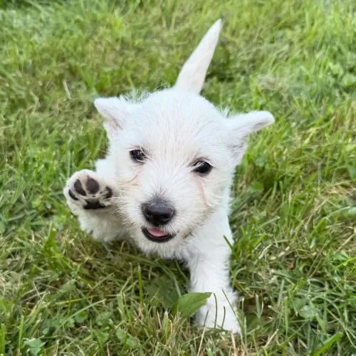 West highland White Terrier | Com pelagem impecável