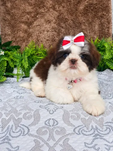 Filhote de Shihtzu