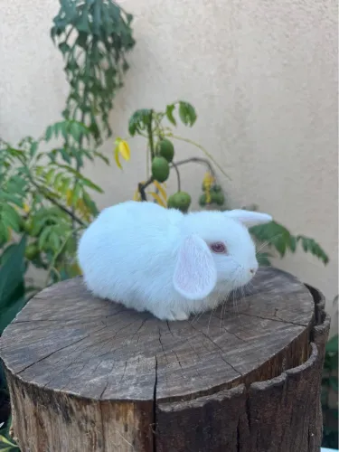 Filhotes de coelho Mini Lopi 