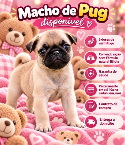 Pug Fêmea disponível, sua casa sempre feliz!