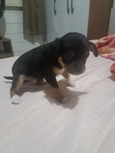 Vendo uma pinscher fêmea