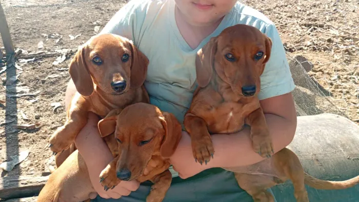 Vendo cachorro basset