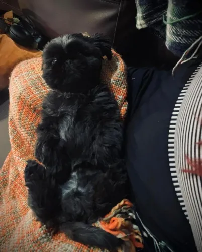 Filhotes de Shih tzu | Carisma natural e único!