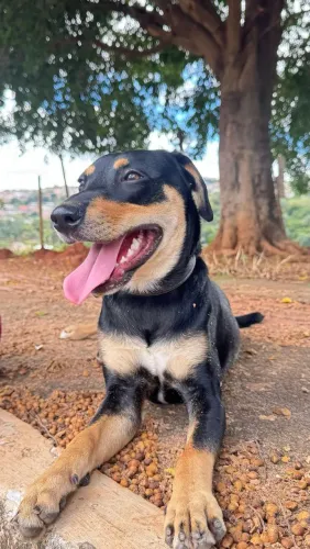 Doação Cachorro macho filhote